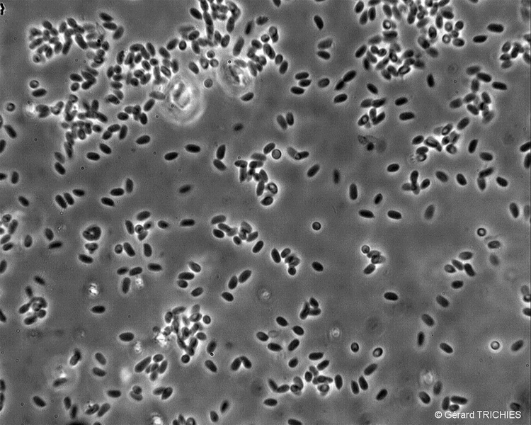 phlebia